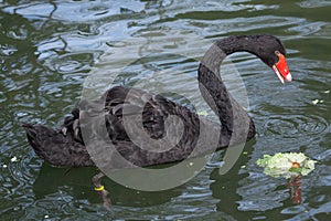 Black swan Cygnus atratus.