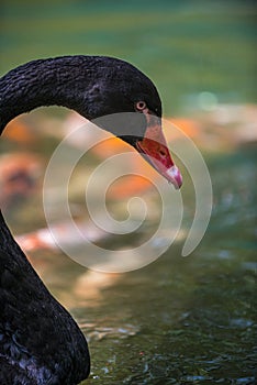 Black swan, Cygnus atratus