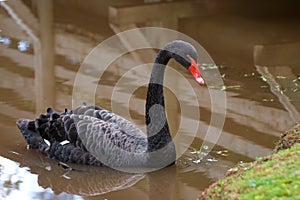 Black Swan (Cygnus atratus) photo