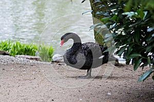 Black swan / Cygnus atratus