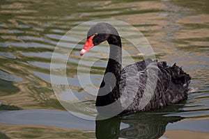 Black swan (Cygnus atratus) photo