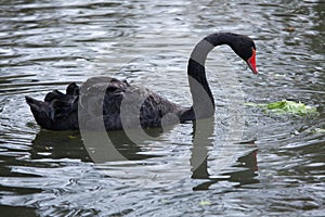 Black swan (Cygnus atratus).