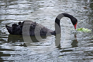 Black swan (Cygnus atratus).