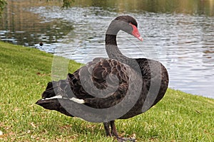 Black Swan (Cygnus atratus)