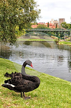 Black Swan (Cygnus atratus)