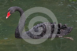 Black swan Cygnus atratus.