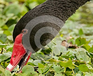 Black Swan (Cygnus atratus). Black Swans are an iconic Australian bird, the symbol of Western Australia