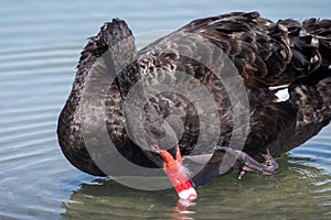 Black Swan Cygnus atratus close up in the water