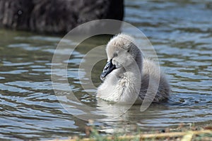 Black Swan Cygnus atratus cygnet close up in the water