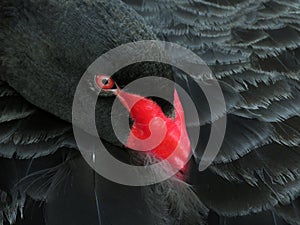 Black swan (Cygnus atratus) head close-up