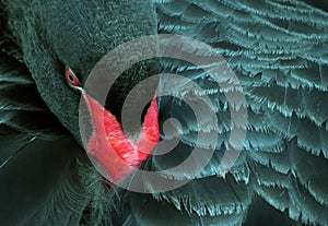Black swan (Cygnus atratus) head and feathers