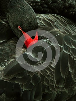 Black swan (Cygnus atratus) head and wing