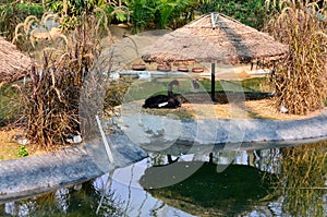 The black swan, Cygnus atratus is a large waterbird, a species of swan. Black plumage and a red beak. Anseriformes.