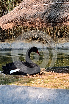 The black swan, Cygnus atratus is a large waterbird, a species of swan. Black plumage and a red beak. Anseriformes.