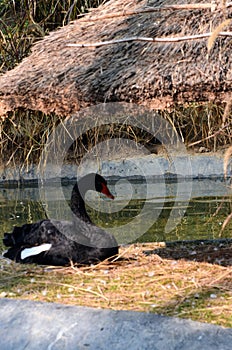 The black swan, Cygnus atratus is a large waterbird, a species of swan. Black plumage and a red beak. Anseriformes.