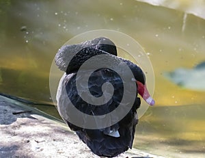 Black swan Cygnus atratus Resting near the pond