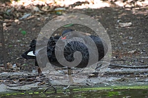 Black swan Cygnus atratus standing and resting on one leg