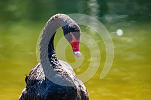 Black Swan or Cygnus atratus stands on river bank