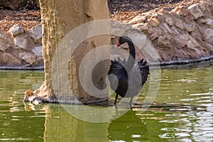 Black swan Cygnus atratus stands in a river near a large stone