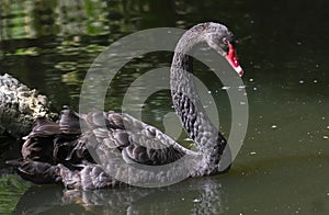 Black Swan  Cygnus atratus swimming in the water of the lake