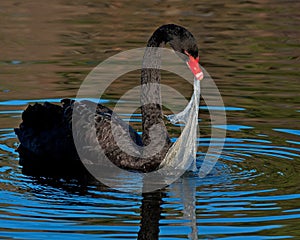 The black swan, Cygnus atratus try to eat plastic pollution