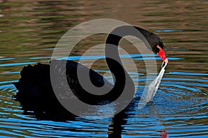 The black swan, Cygnus atratus try to eat plastic pollution photo