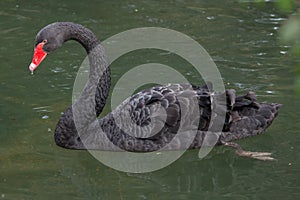 Black swan Cygnus atratus. photo