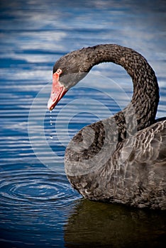 Black Swan drinking water