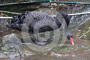 Black Swan drinking water