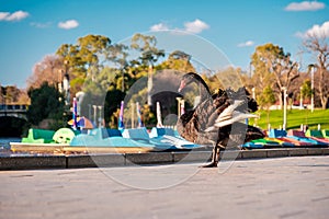 Black Swan in Elder Park of Adelaide