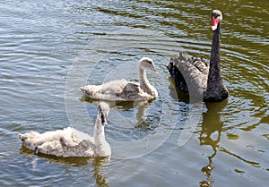 Black Swan family
