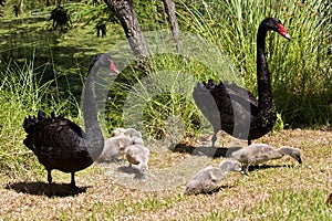 Black Swan Family