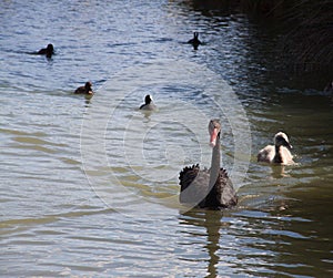 Black Swan Family Swimming - Perth Australia