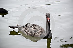 the black swan is floating in the lake