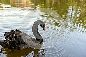 Black swan floating on water.