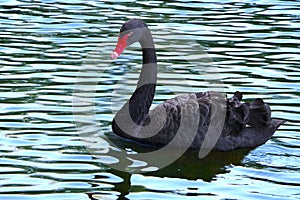 Black Swan.