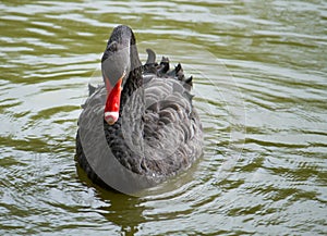 The black swan floats in the pond. Beautiful swan poses on the water