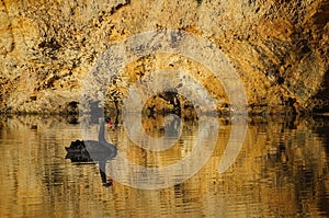 Black swan on gold water and riverbank