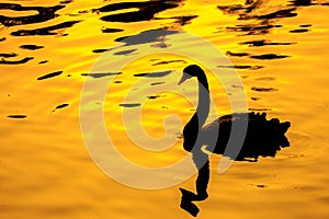 Black swan with golden backgroud