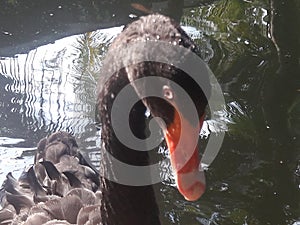 Black swan is in a good mood, swimming in the pool.
