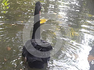 Black swan is in a good mood, swimming in the pool.