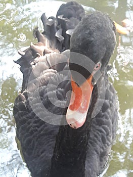 Black swan is in a good mood, swimming in the pool.