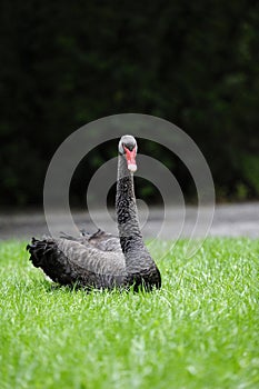 Black swan on the grass