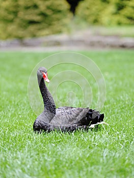 Black swan on the grass