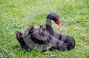 Black swan in the grass