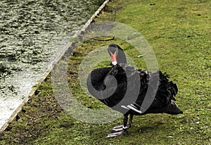 Black swan on the grass - Claremont Lake, Esher, Surrey photo