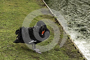 Black swan on the grass - Claremont Lake, Esher, Surrey photo