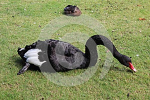 Black Swan on Grass