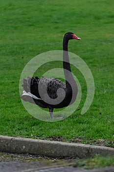 A Black Swan on a Grassed Area
