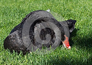 Black swan on green grass